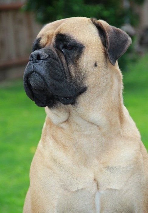 bullmastiff puppies for sale in california bullmastiffs for sale in california how do i get my to stop barking for attention bullmastiff puppies for sale in california bullmastiffs for sale in california how do i get my to stop barking for attention